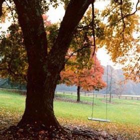 Classic Pine Wood Tree Swing